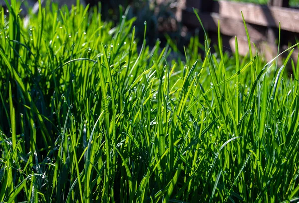 Saftiges Grünes Gras Sonnenlicht Aus Nächster Nähe — Stockfoto