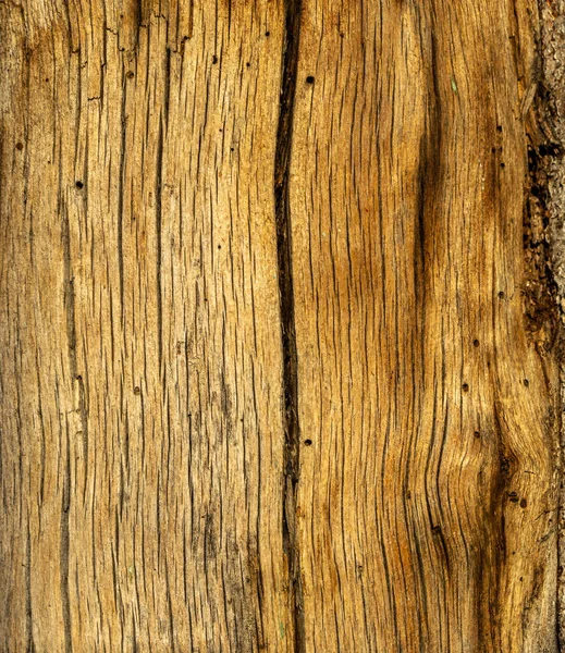 Texture Tree Trunk Bark — Stock Photo, Image