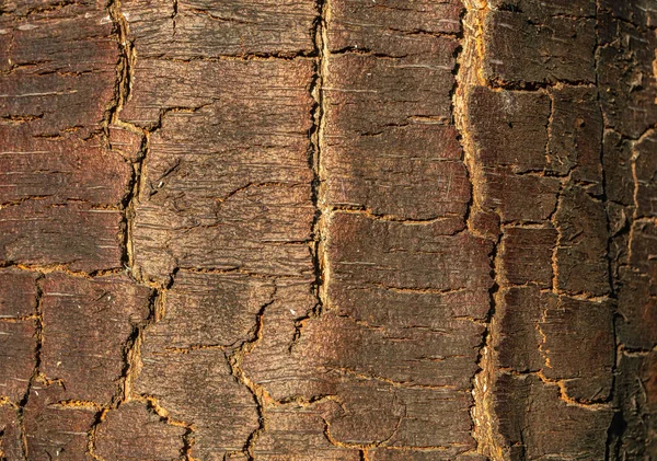 Texture Tree Trunk Bark — Stock Photo, Image