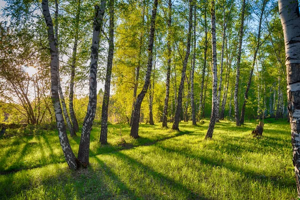 Ścieżka Brzozowym Lesie Jasnym Ciepłym Świetle Magiczne Lasy Brzozowe Jakości Obrazek Stockowy
