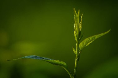 Makro fotoğrafçılıkta sulu yeşil yaprak filizleniyor.
