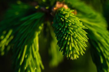 Makro fotoğrafçılıkta parlak yeşil ladin dalı
