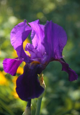 Bahçedeki yeşil ve mavi arka planda mor iris