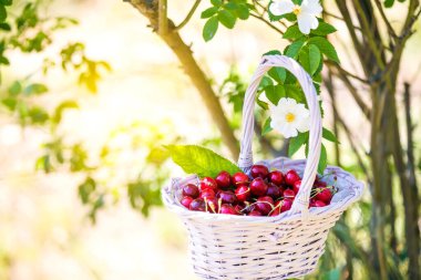 Çiçekli çalılık ve bulanık ışık arka planlı kiraz sepeti.