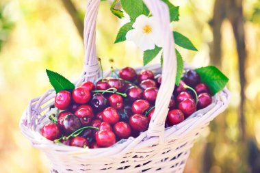 Çiçek açan çalılar ve bulanık sarı arka planlı sepetli kirazlar.