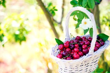 Çiçek açan çalılar ve bulanık yeşil arka planlı vişneler. Bahçede meyve var..