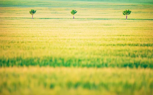 Geel Groen Korenveld Met Individuele Bomen Wazig Voorgrond — Stockfoto