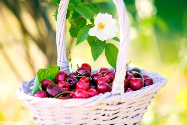 Full Cherry Basket Flowering Bush Blurred Green Background — Stock Photo, Image