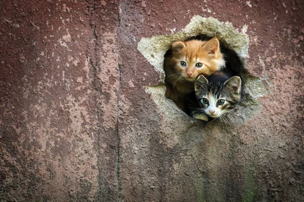 Dois Gatinhos Espreitando Fora Buraco Parede Casa — Fotografia de Stock