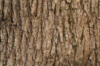 Eski bir ağacın kabuğunun makro desen görüntüsü