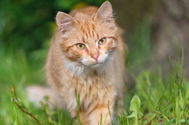 Yeşil çimlerin üzerinde kırmızı bir kedi duruyor. Tuhaf bir bakış. Yaz ya da bahar sezonu. Gözlere odaklan..