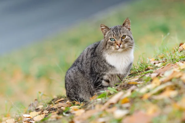 Кіт Таббі Різними Кольоровими Очима Восени Природі — стокове фото