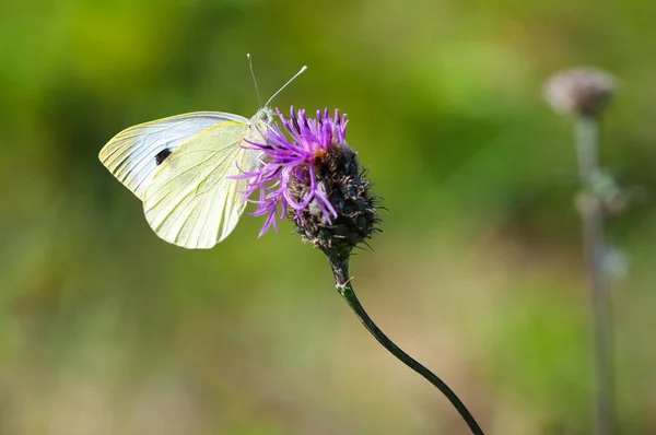 蝶は白い ぼやけた緑の背景に白菜 マクロ — ストック写真