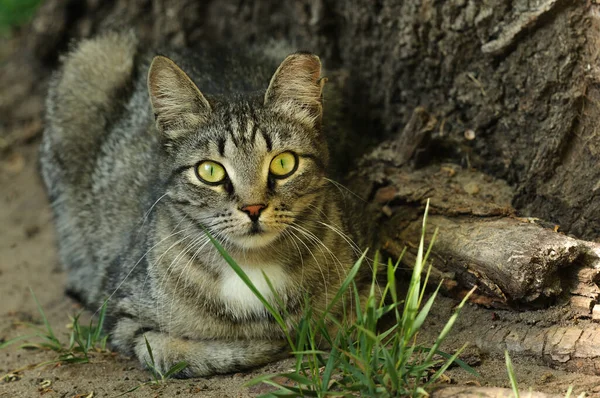 Τιγρέ Γάτα Βρίσκεται Κοντά Στο Δέντρο Κοντινό Πλάνο Χόρτο Άμμος — Φωτογραφία Αρχείου