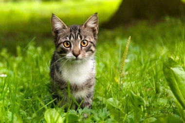 Çizgili, meraklı bir kedi yavrusu kameraya bakıyor. Gözlere odaklan..
