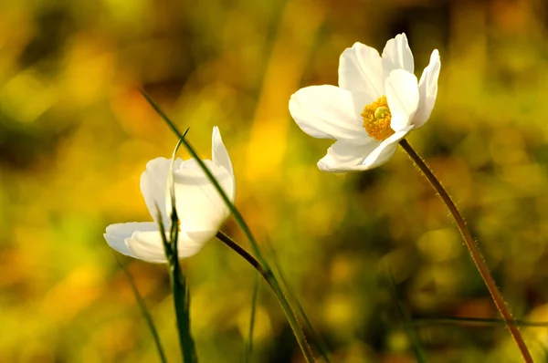 Vita Våren Blommor Ljust Gul Bakgrund Vitt Helvete Selektiv Inriktning — Stockfoto
