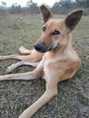Kahverengi köpeğin portresi çimlerin üzerinde oturuyor..