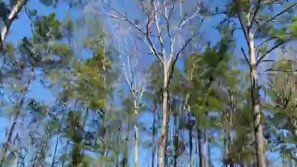 Szybko Poruszające Się Drzewa Przeciwko Błękitnemu Niebu Pętli — Wideo stockowe