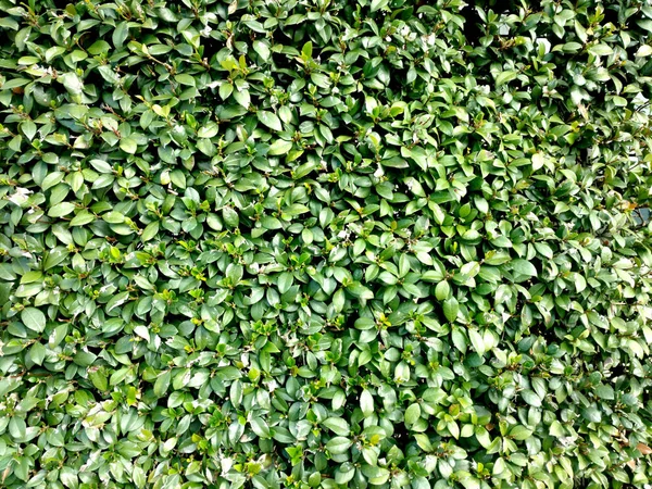 Closeup Garden Hedge Wall Foliage Topiary Wall — Stock Photo, Image