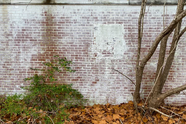 a whitewashed brick back garden wall with overgrown trees and moss