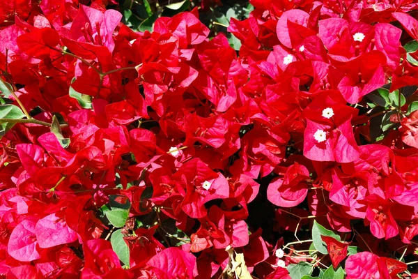 Czerwony Bougainvillea Bush Zbliżenie Szczegółowym Widokiem — Zdjęcie stockowe