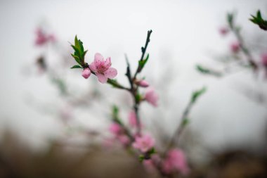 Bahar mevsiminde soyut bir arkaplanda çiçek açan pembe şeftali çiçekleri.