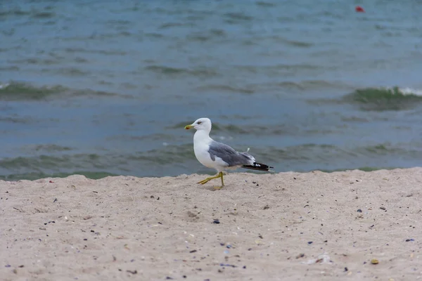 Mouette Sur Rivage Vol — Photo