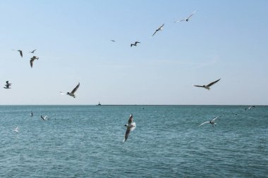 Martı deniz kıyısında uçuyor.