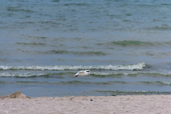 Gaivota Voo Sobre Costa Marítima — Fotografia de Stock