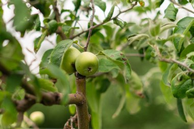 Olgun yeşil elma bahçedeki ağaç dallarına basar.