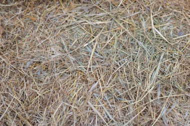 Saman dokusu. Saman balyaları büyük yığın halinde istiflenir. Tarımda hasat..