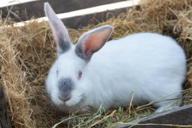 Büyük beyaz tavşan samanlı tahta bir kutuda