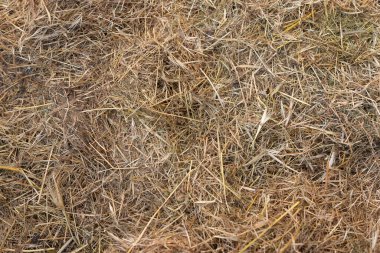 Saman dokusu. Saman balyaları büyük yığın halinde istiflenir. Tarımda hasat..