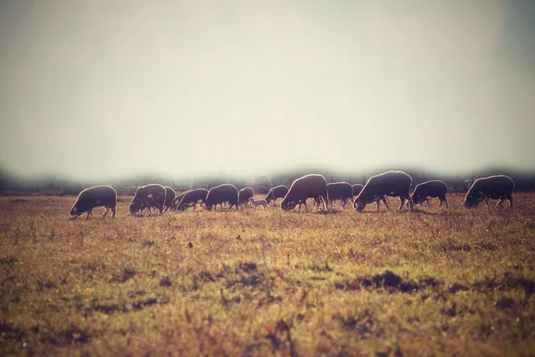 Sheep on the meadow. — Stock Photo, Image