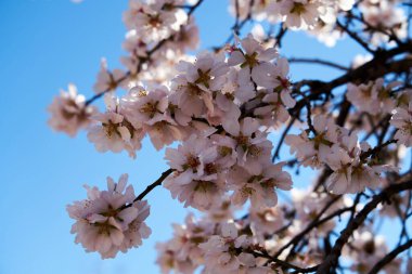 Güzel badem çiçekleri ilkbaharda