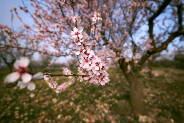 Bonitas Flores Almendras Primavera — Foto de Stock