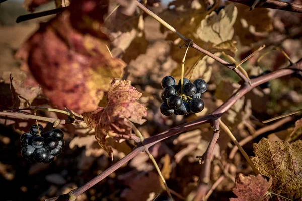 Shot Small Grape Cluster Grapevine Losing Its Leaves Autumn — Stock Photo, Image
