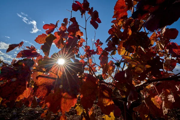 Folhas Estupro Com Cor Outono Deixando Entrar Luz Solar — Fotografia de Stock