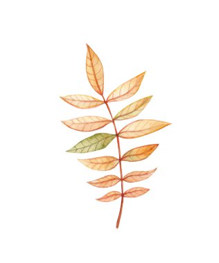 Elle çizilmiş suluboya resimli beyaz üzerine izole edilmiş kayısı ağacı yaprağı - sonbahar, mevsim ve doğa konsepti