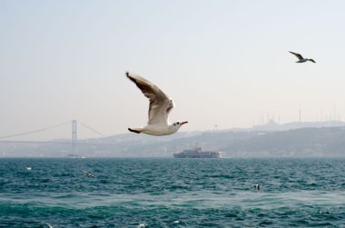 Martılar denize yakın Istanbul üzerinde 