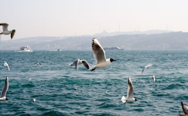 Martılar denize yakın Istanbul üzerinde 