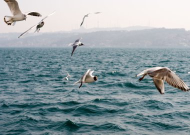 Martılar denize yakın Istanbul üzerinde 