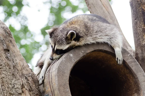 Cute raccoon resting on the top of tree house — Stock Photo, Image