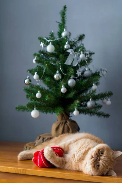 Cat playing under Christmas tree — Stock Photo, Image