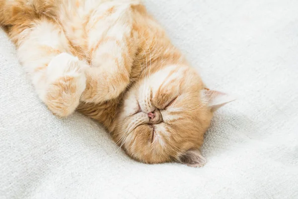 Divertente gatto dormire — Foto Stock