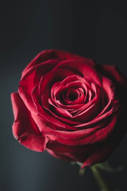Kırmızı gül closeup görünümü