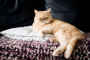 Egzotik stenografi zencefil kedi