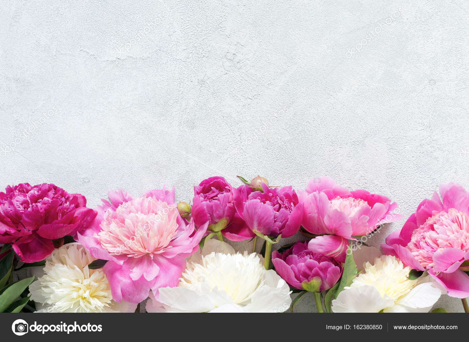 Peonie su sfondo blu luminoso. Scheda floreale — Foto ...