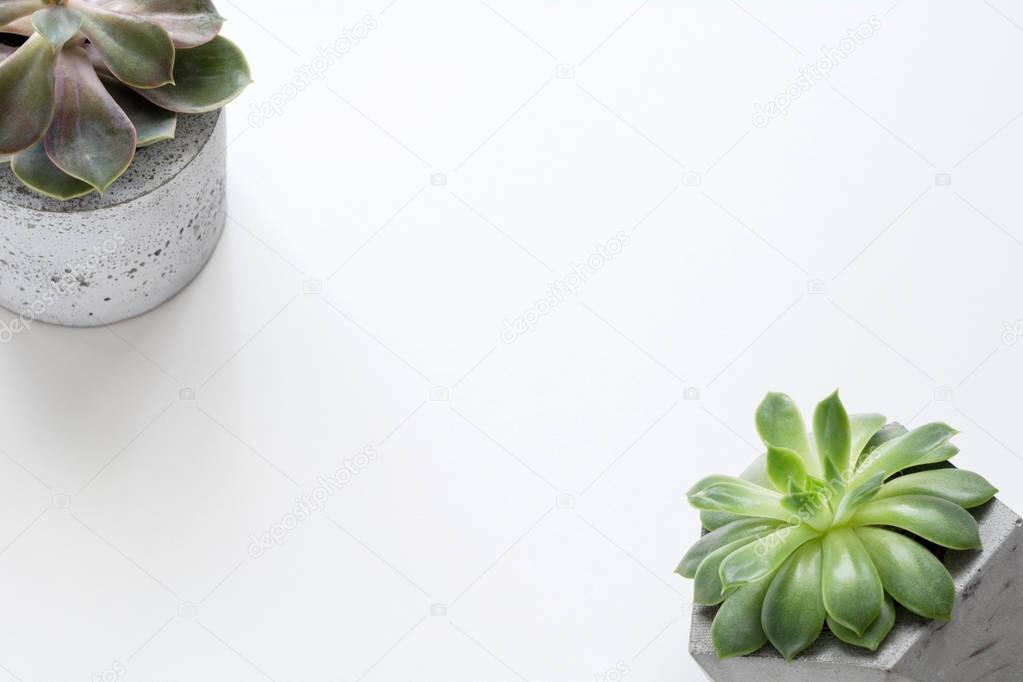 Succulent plants in concrete plant pots