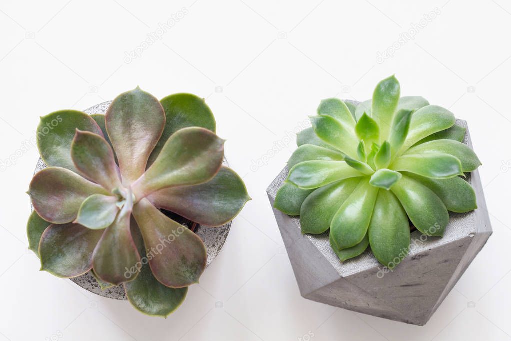 Succulents in concrete plant pots